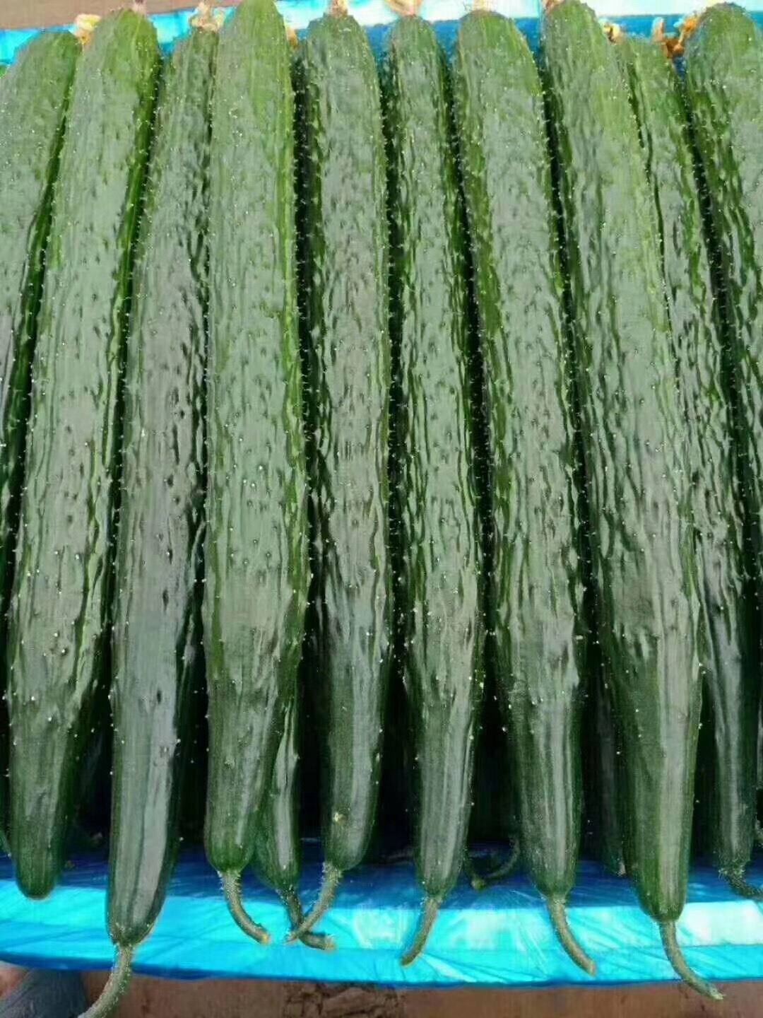 佛山蔬菜批發
