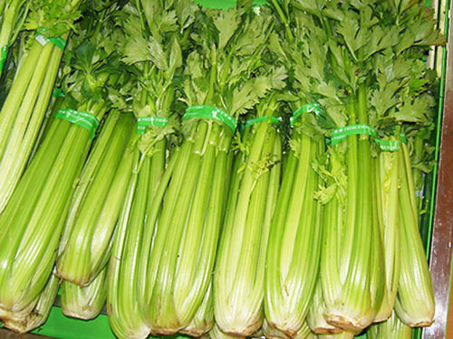 佛山蔬菜批發
